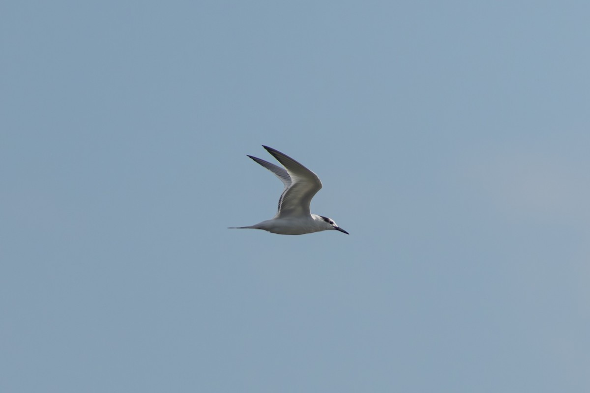 Sandwich Tern - ML640764119