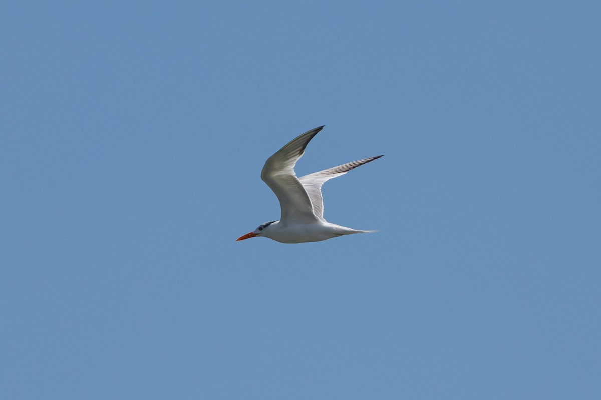 Royal Tern - ML640764122