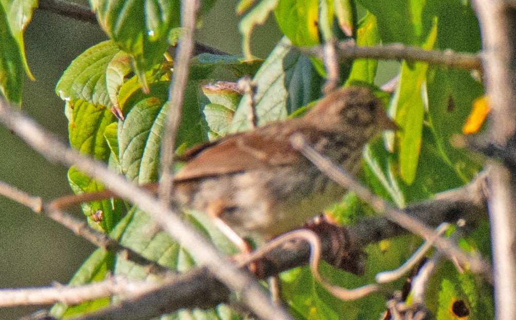 Passerellidae sp. (sparrow sp.) - ML640764127