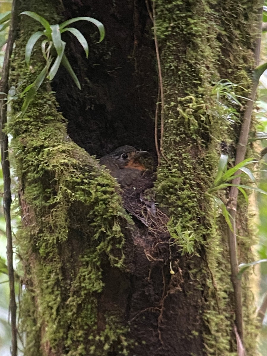 Scaled Antpitta - ML640764195