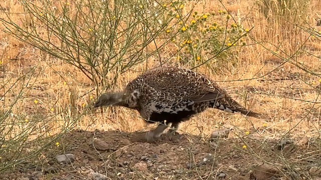 Greater Sage-Grouse - ML640764228