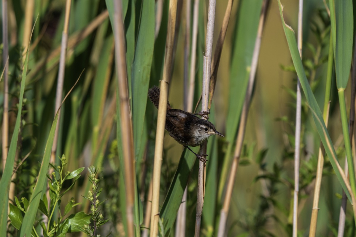 Marsh Wren - ML640764251