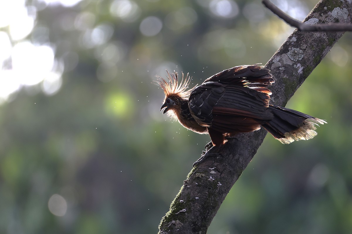 Hoatzin - ML640764278