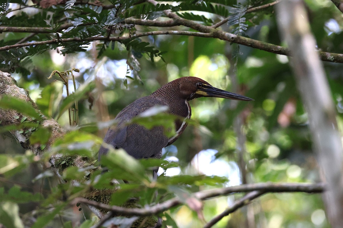 Rufescent Tiger-Heron - ML640764291