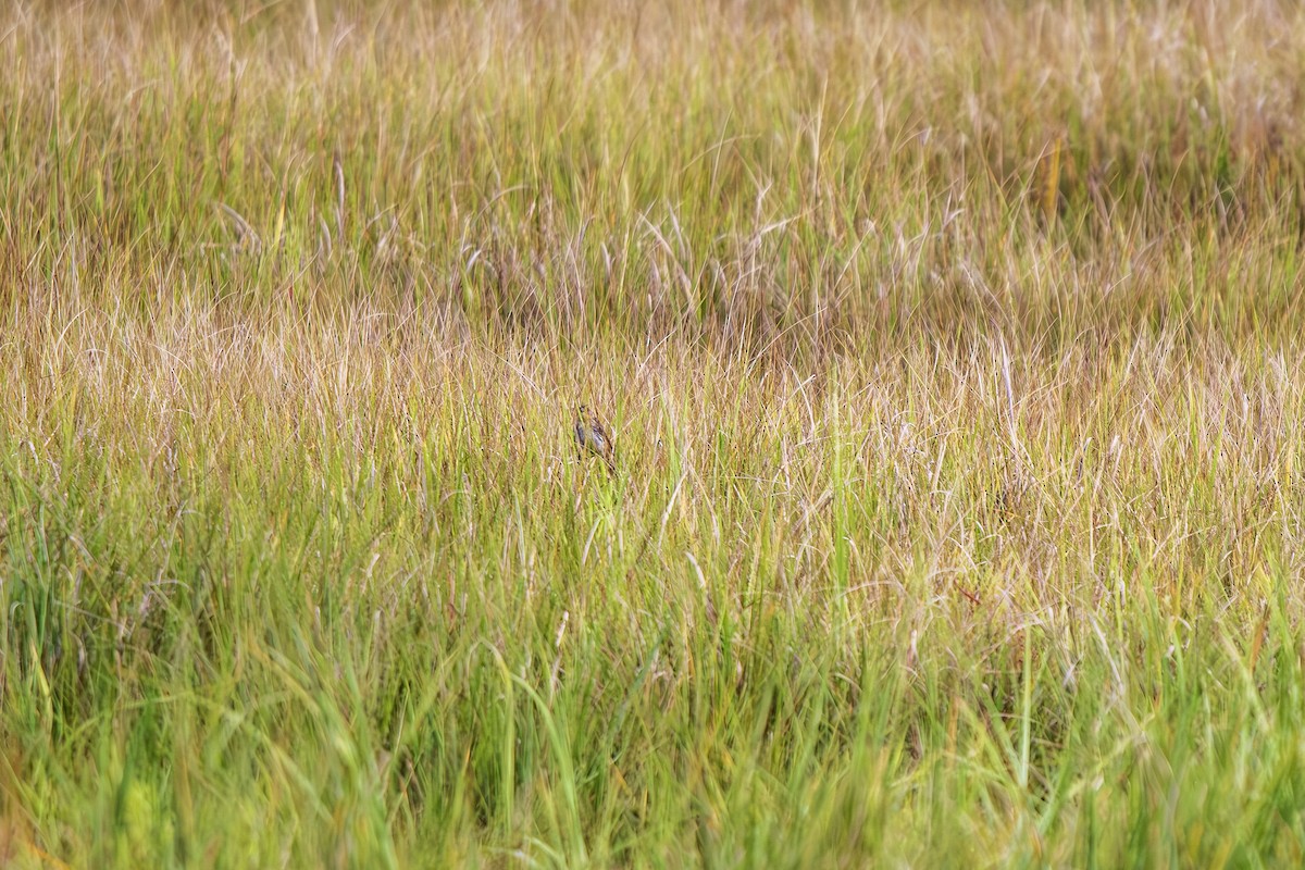 Saltmarsh Sparrow - ML640764308