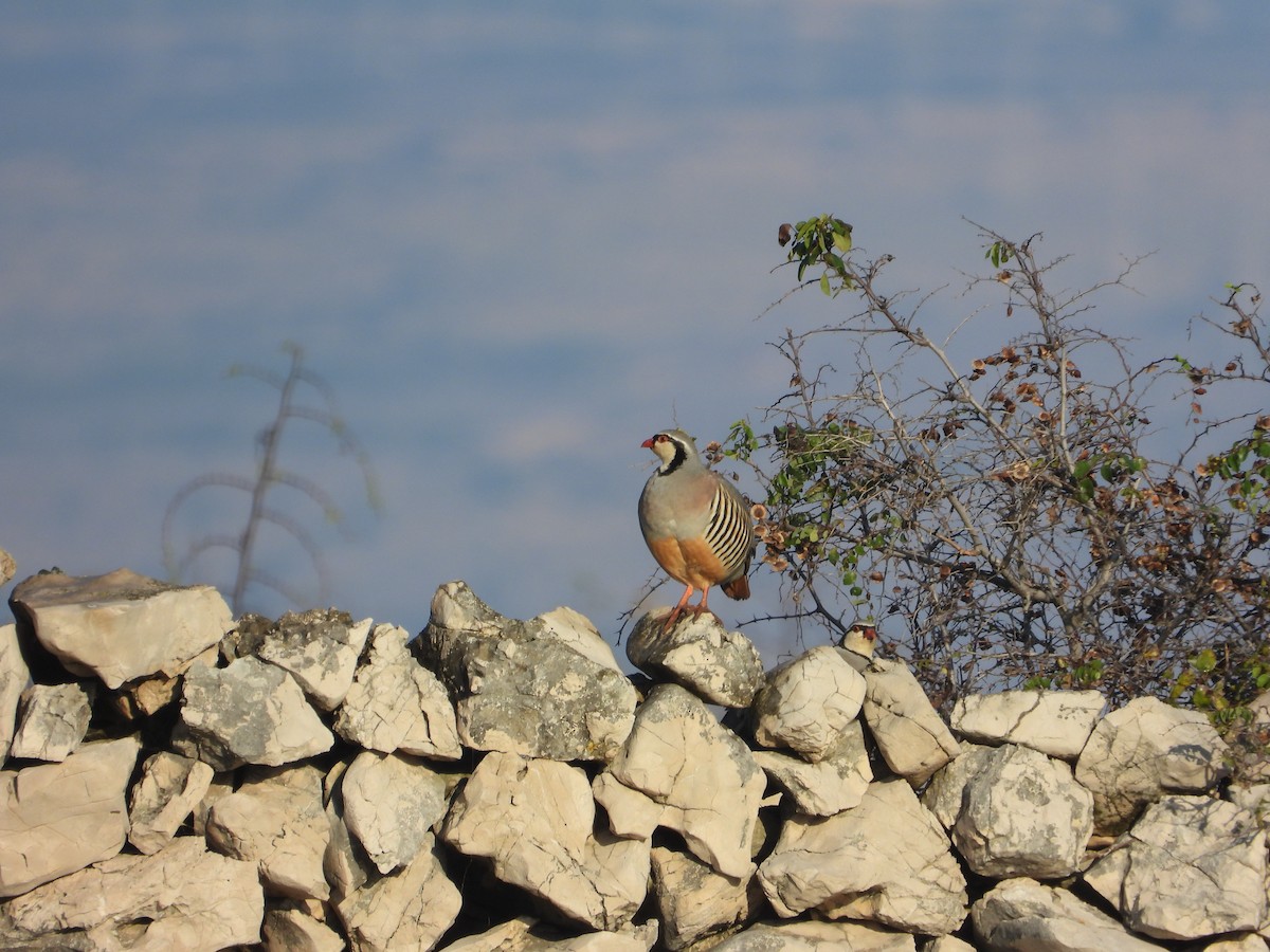 Rock Partridge - ML640764310