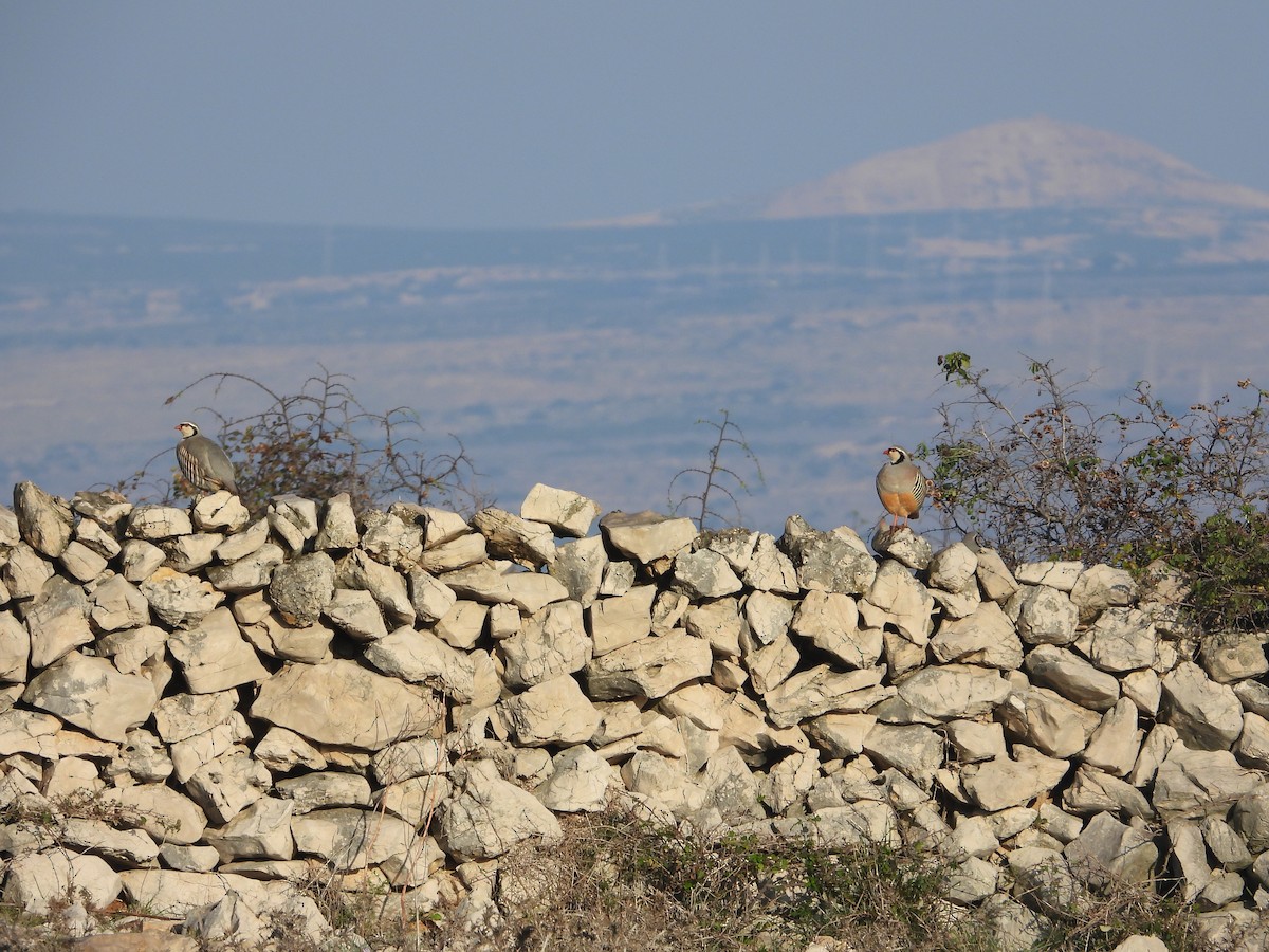 Rock Partridge - ML640764311