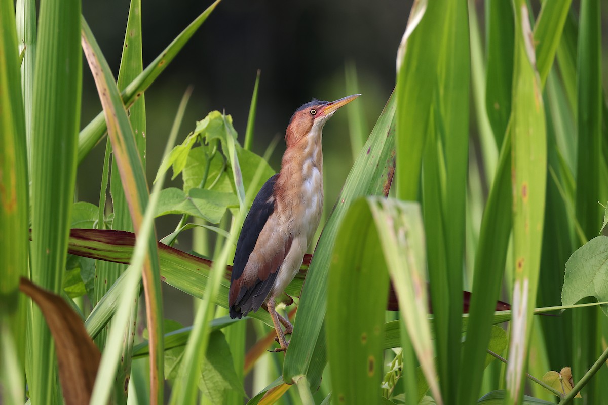 Least Bittern - ML640764312