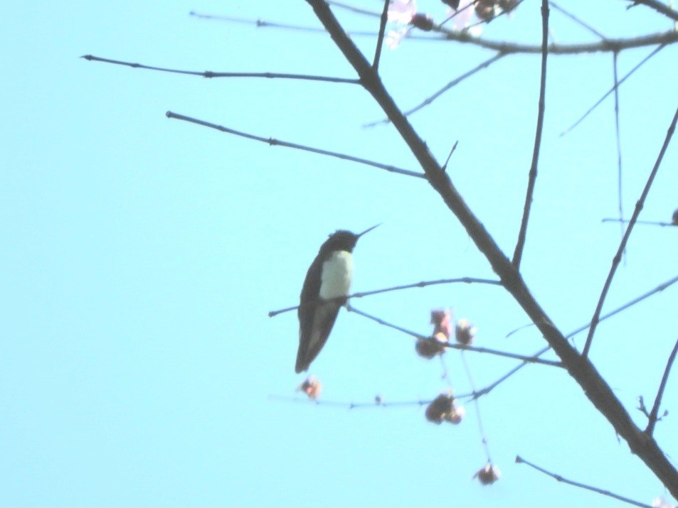 Black-eared Fairy - ML640764321