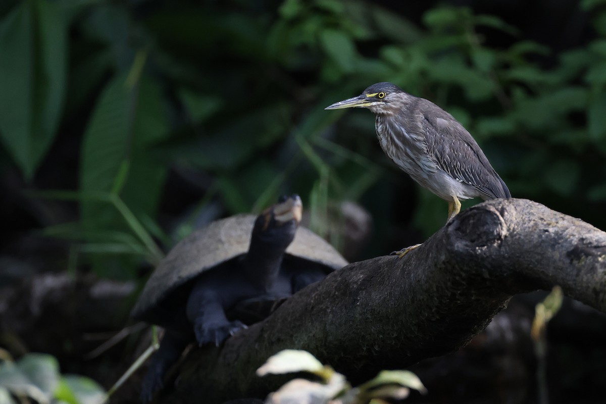 Striated Heron - ML640764328