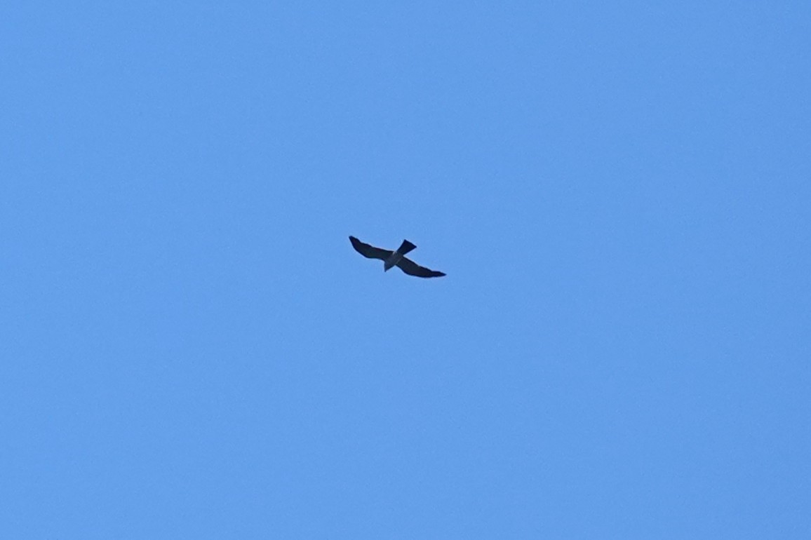 Mississippi Kite - ML640764335
