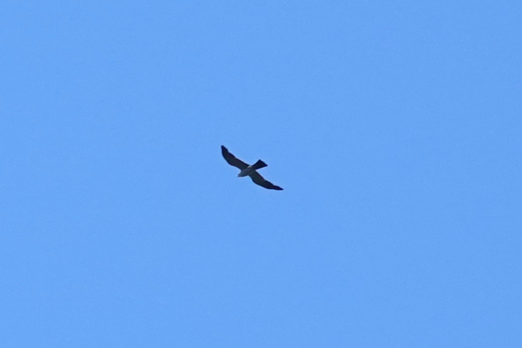 Mississippi Kite - ML640764336