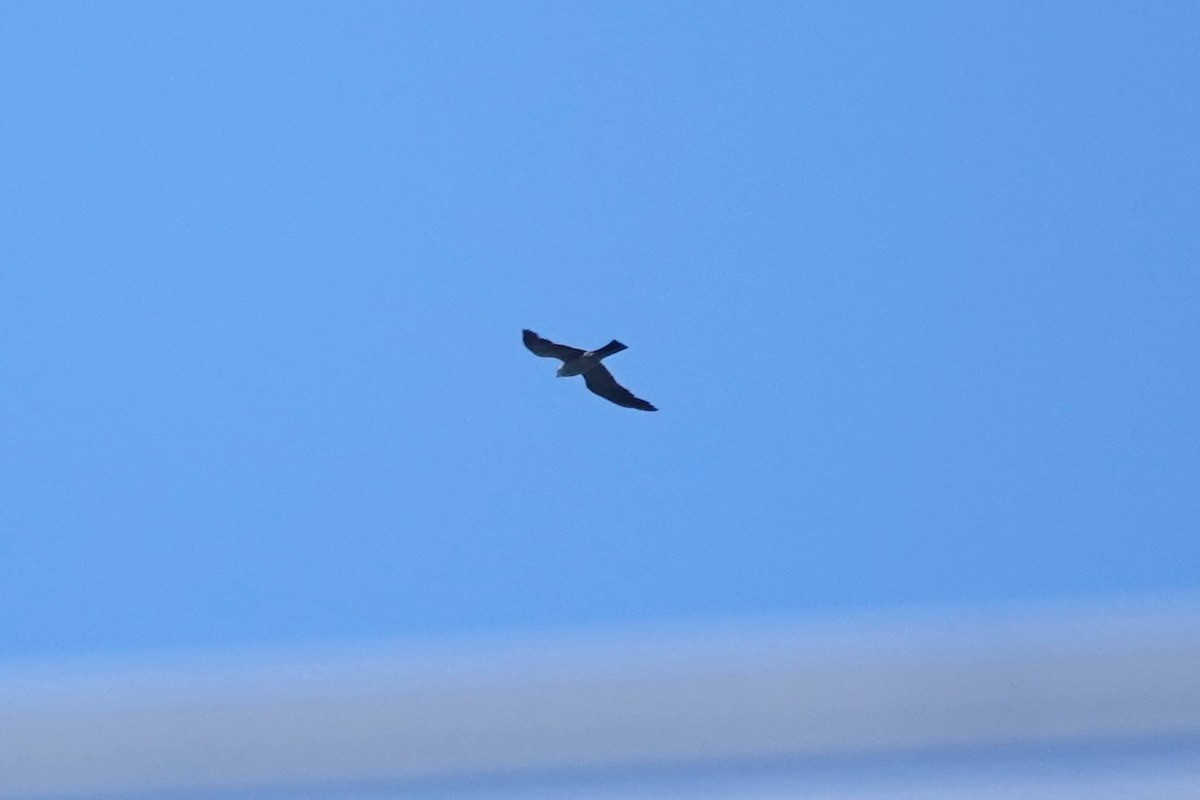 Mississippi Kite - ML640764340