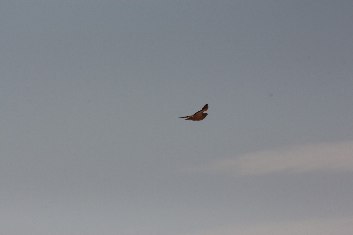 Crowned Sandgrouse - ML640764354