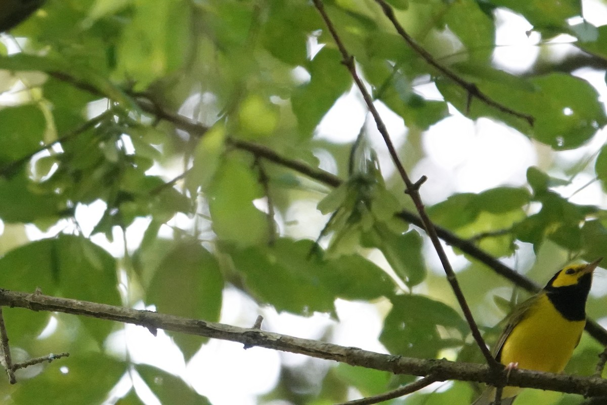 Hooded Warbler - ML640764376