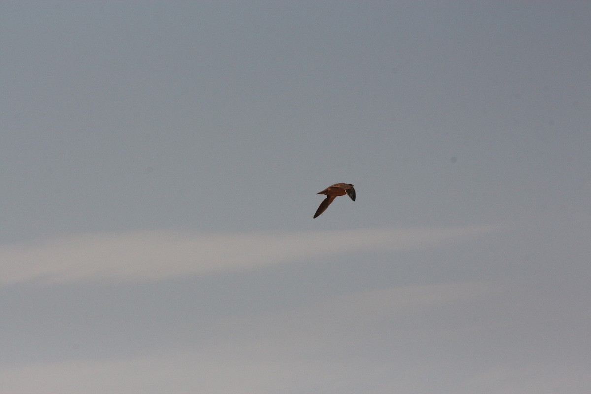 Crowned Sandgrouse - ML640764378