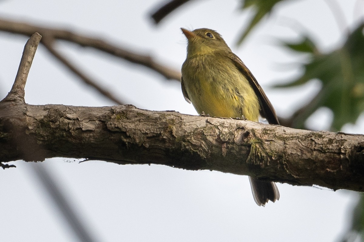 Yellow-bellied Flycatcher - ML640764386