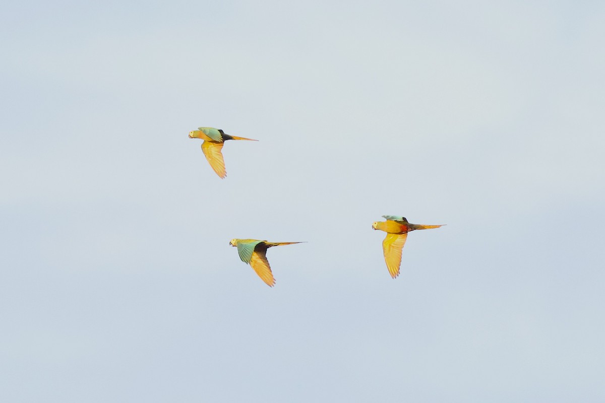 Red-bellied Macaw - ML640764427
