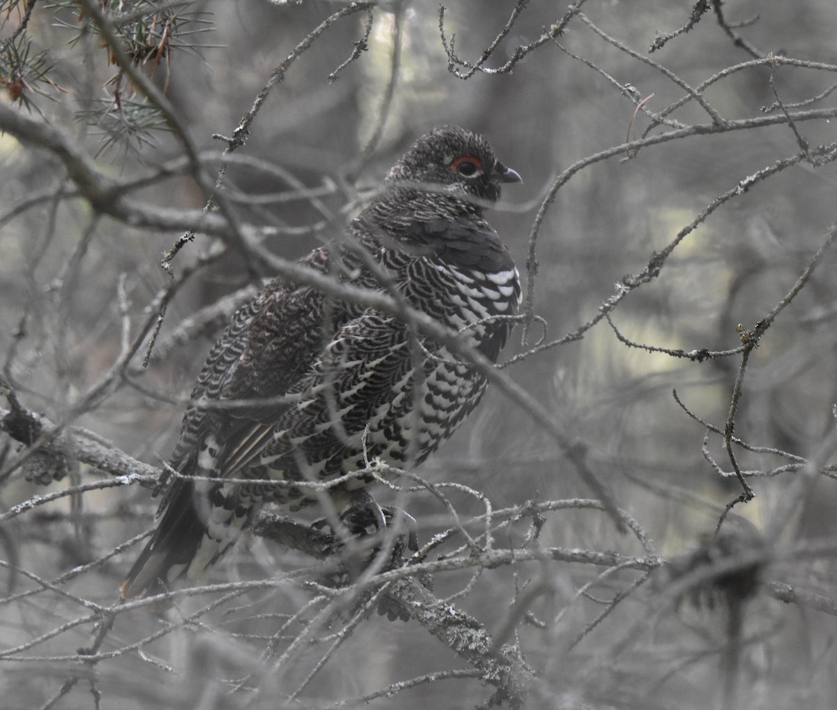 Spruce Grouse - ML640764432