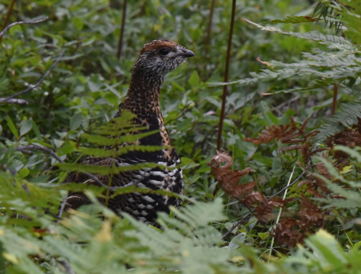 Spruce Grouse - ML640764442