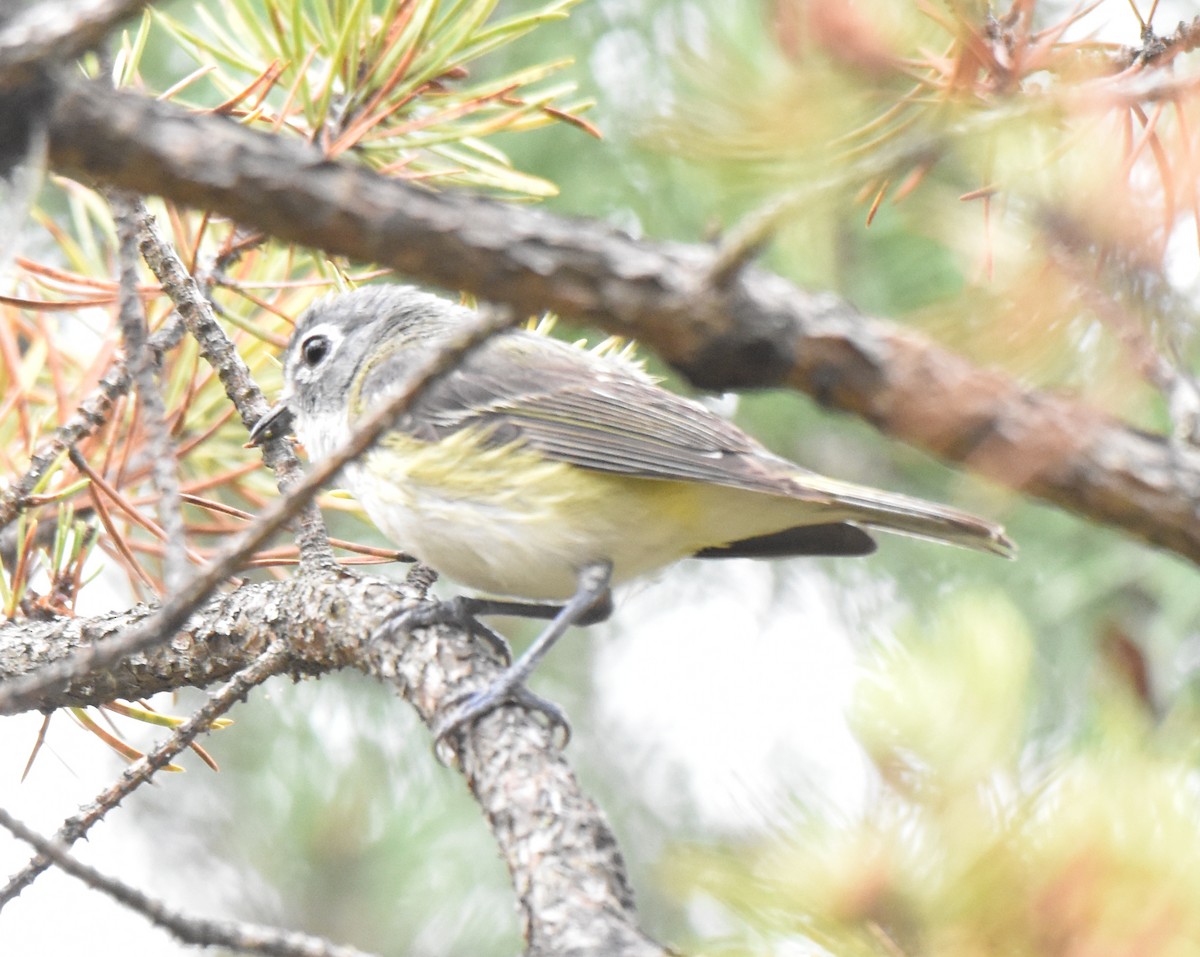 Blue-headed Vireo - ML640764446