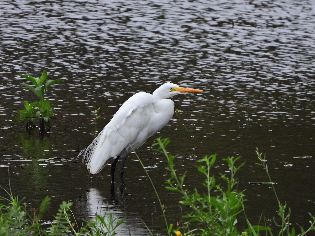 egretthegre - ML640764484