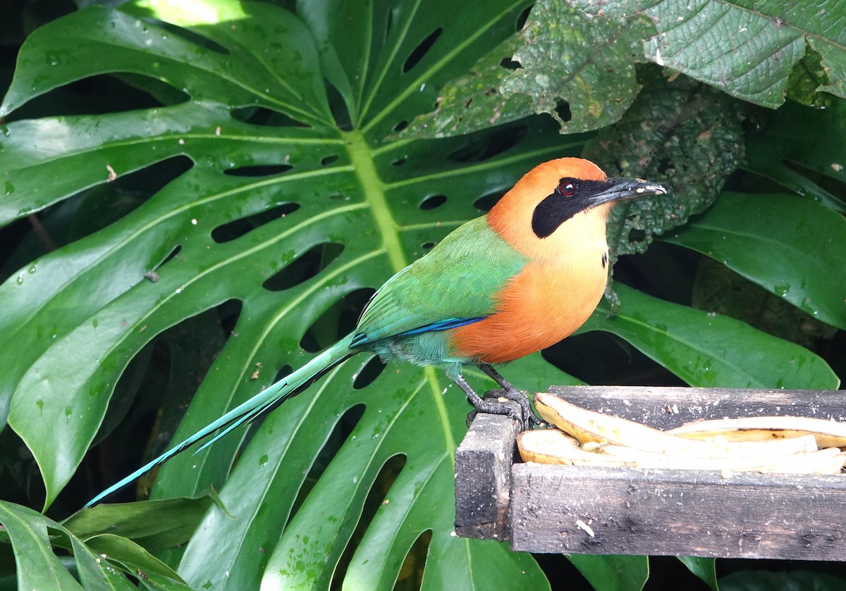 kanelmotmot - ML640764488