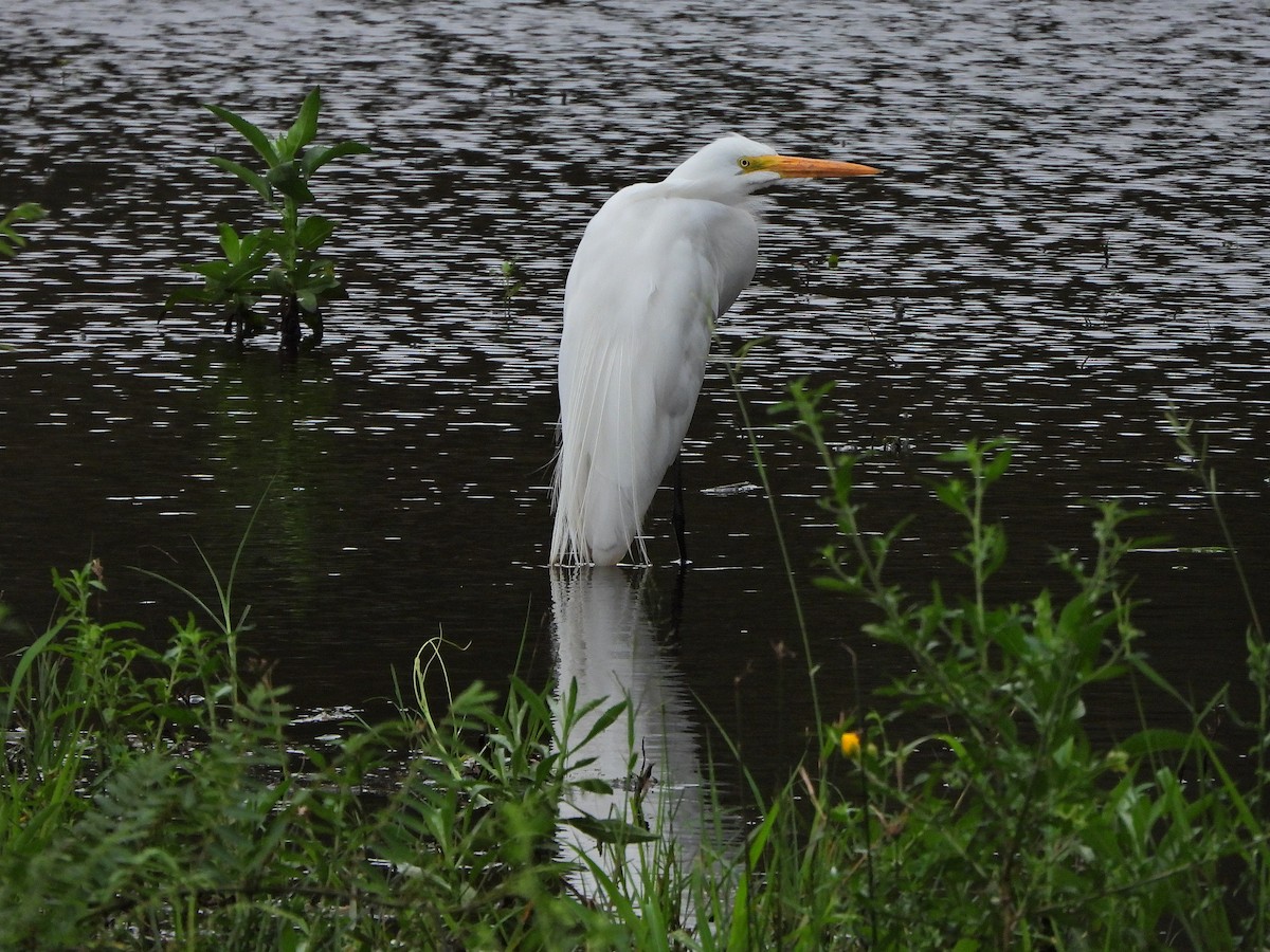 egretthegre - ML640764495