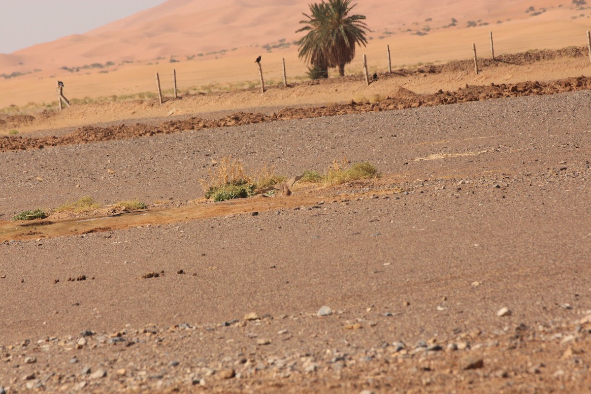 Crowned Sandgrouse - ML640764507