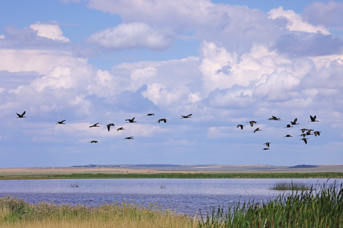 White-faced Ibis - ML640764508