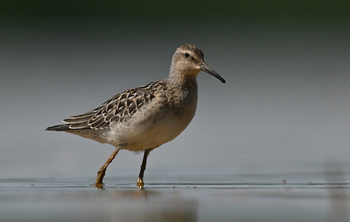 Stilt Sandpiper - ML640764542