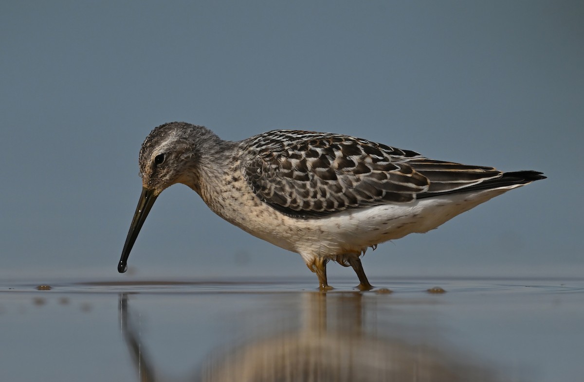 Stilt Sandpiper - ML640764543