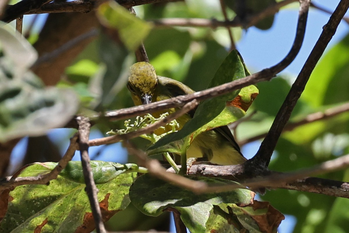 Brown-throated Sunbird - ML640764619