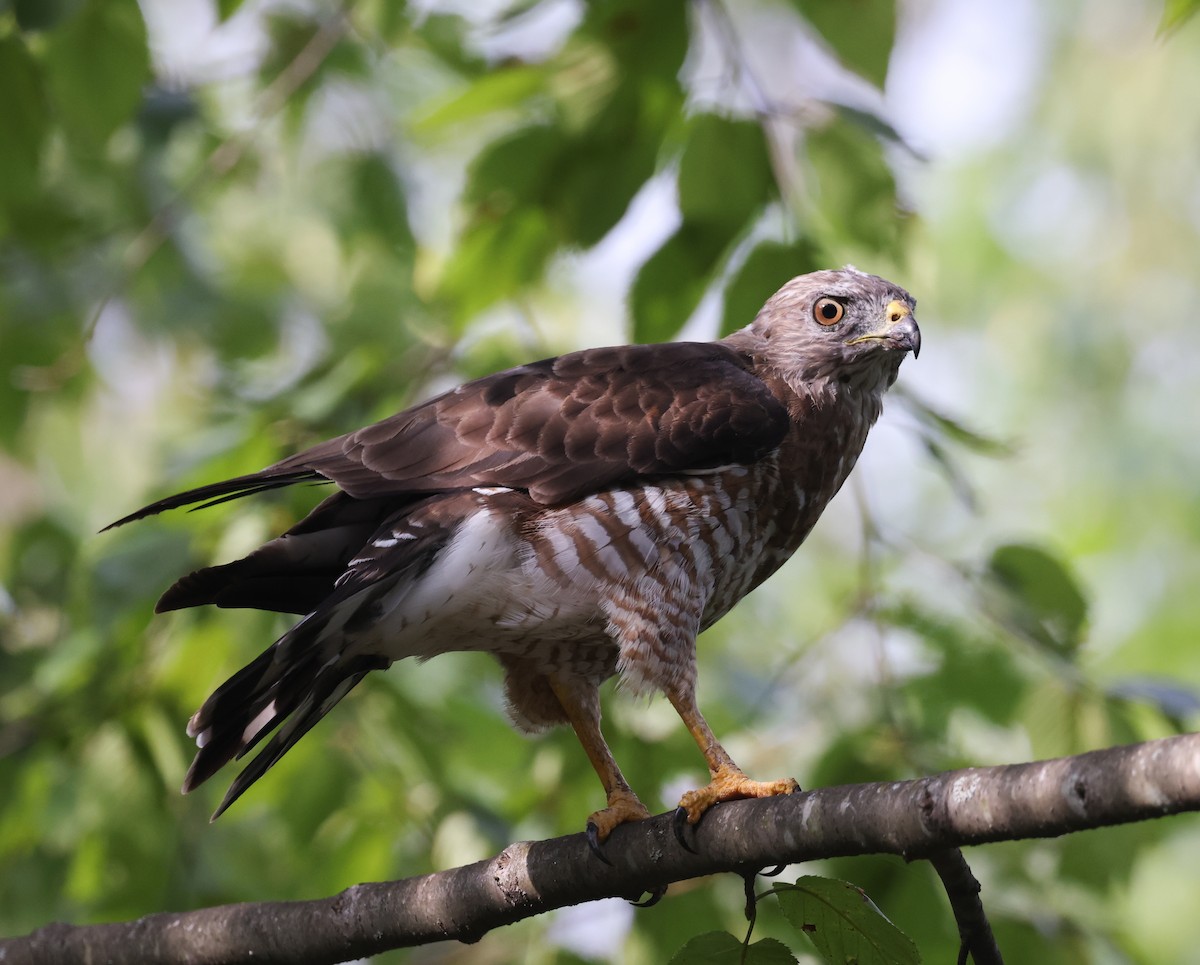 Broad-winged Hawk - ML640764626