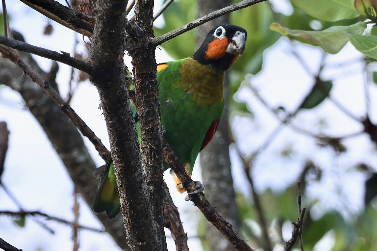 Orange-cheeked Parrot - ML640764641