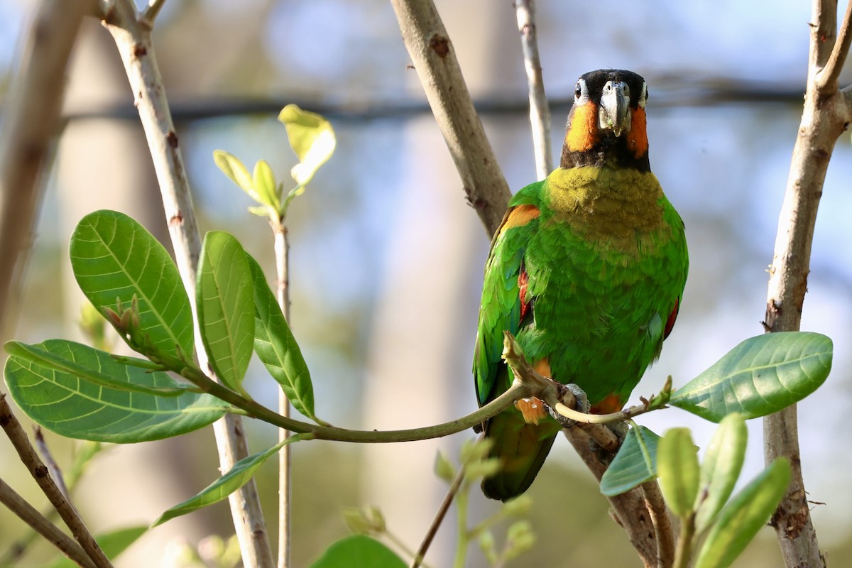 Orange-cheeked Parrot - ML640764642