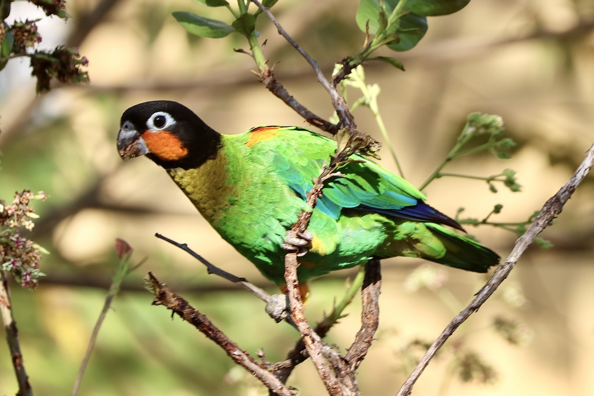 Orange-cheeked Parrot - ML640764643