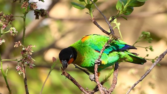 Orange-cheeked Parrot - ML640764644