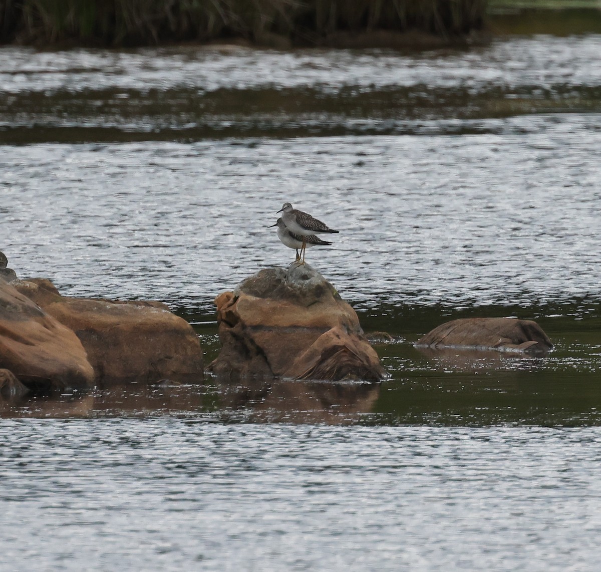 Lesser Yellowlegs - ML640764660
