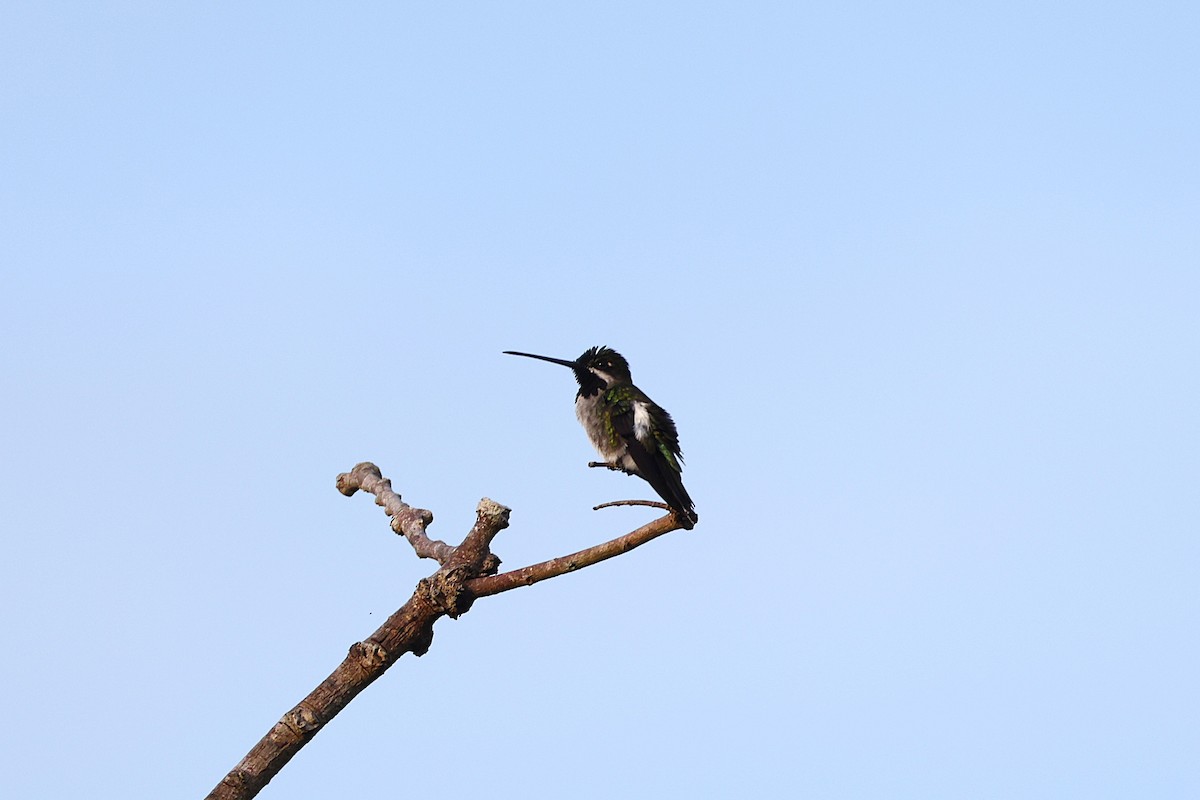 Long-billed Starthroat - ML640764664