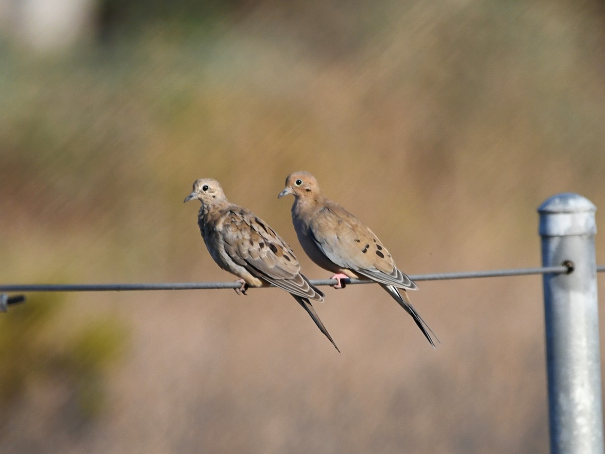 Mourning Dove - ML640764672