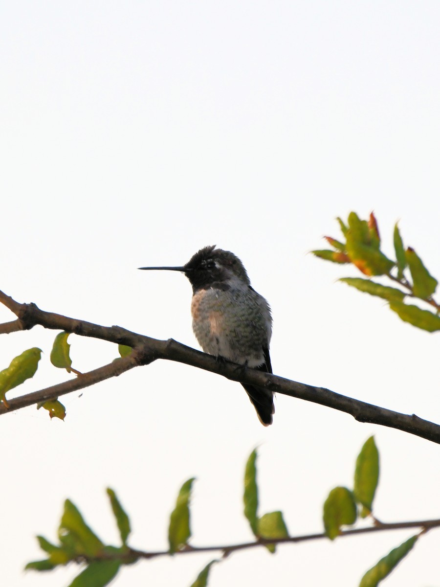 Anna's Hummingbird - ML640764675