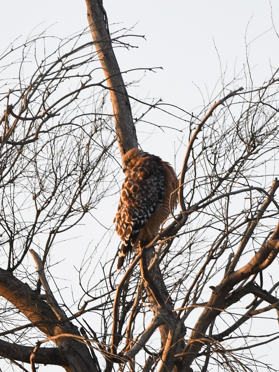 Red-shouldered Hawk - ML640764696