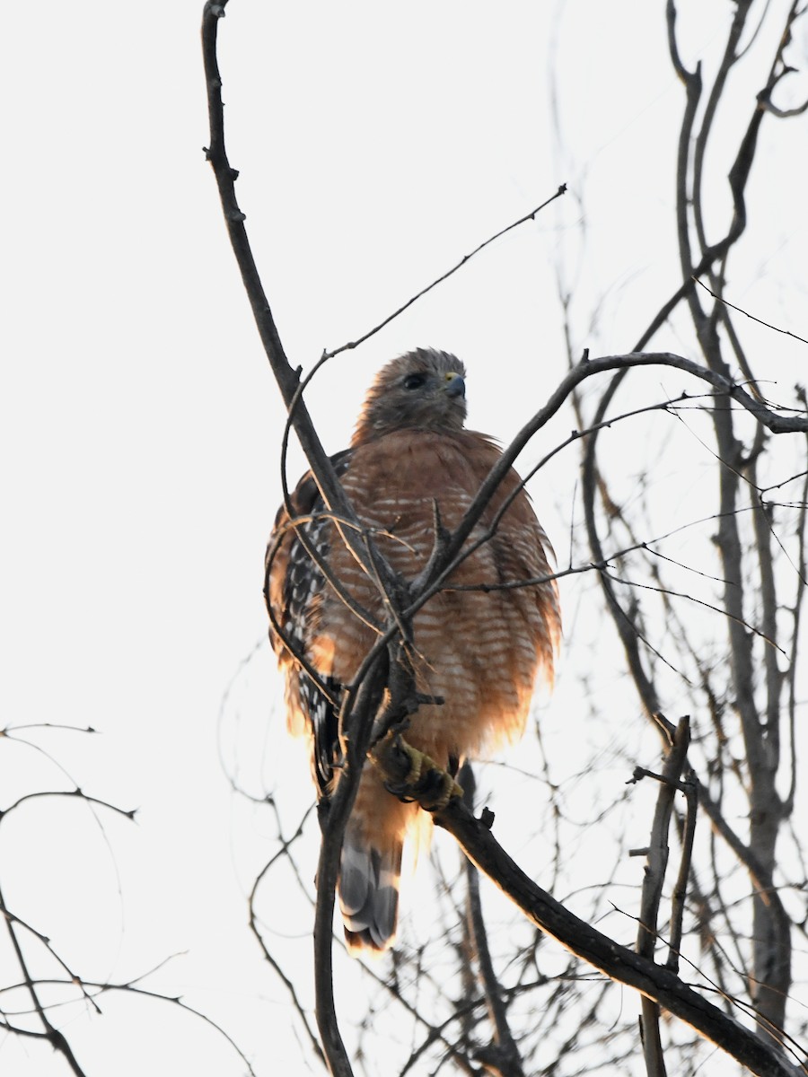 Red-shouldered Hawk - ML640764697