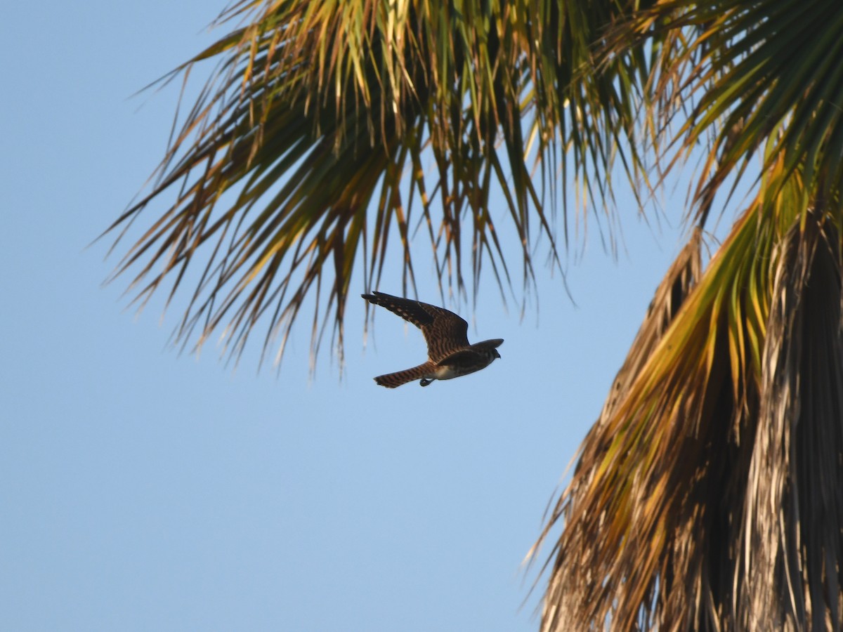 American Kestrel - ML640764706