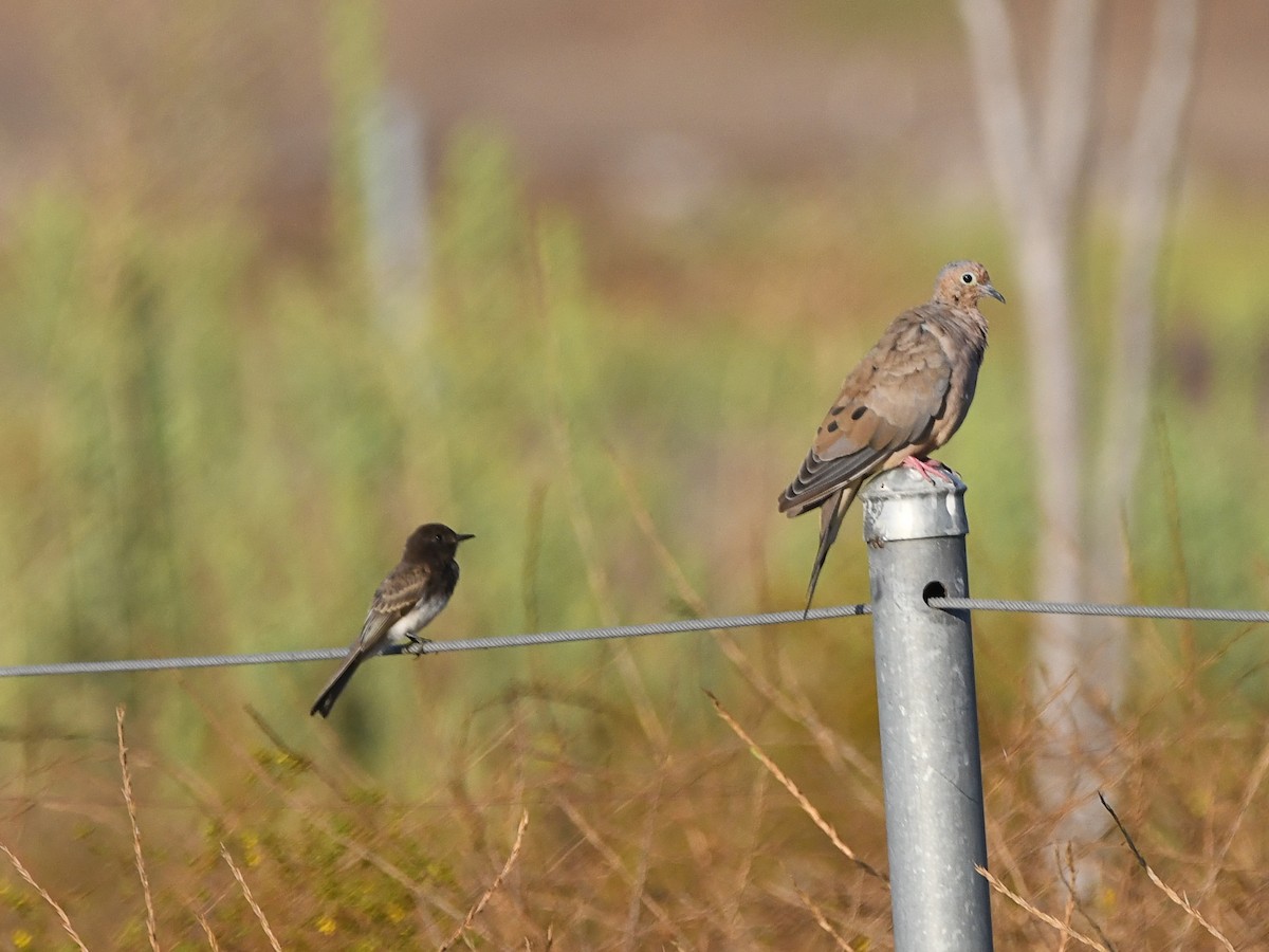 Black Phoebe - ML640764721