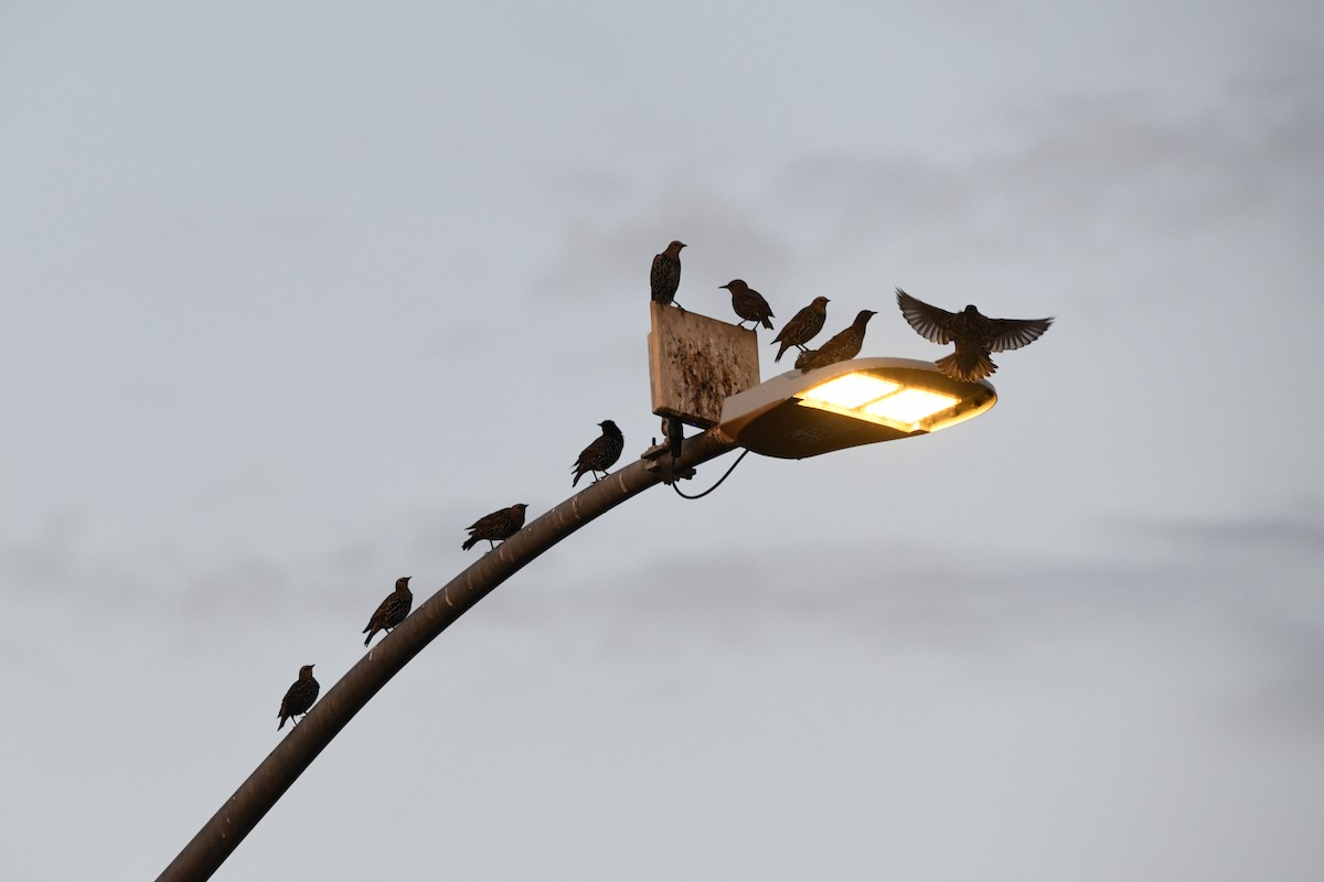 Хар тодол - ML640764739