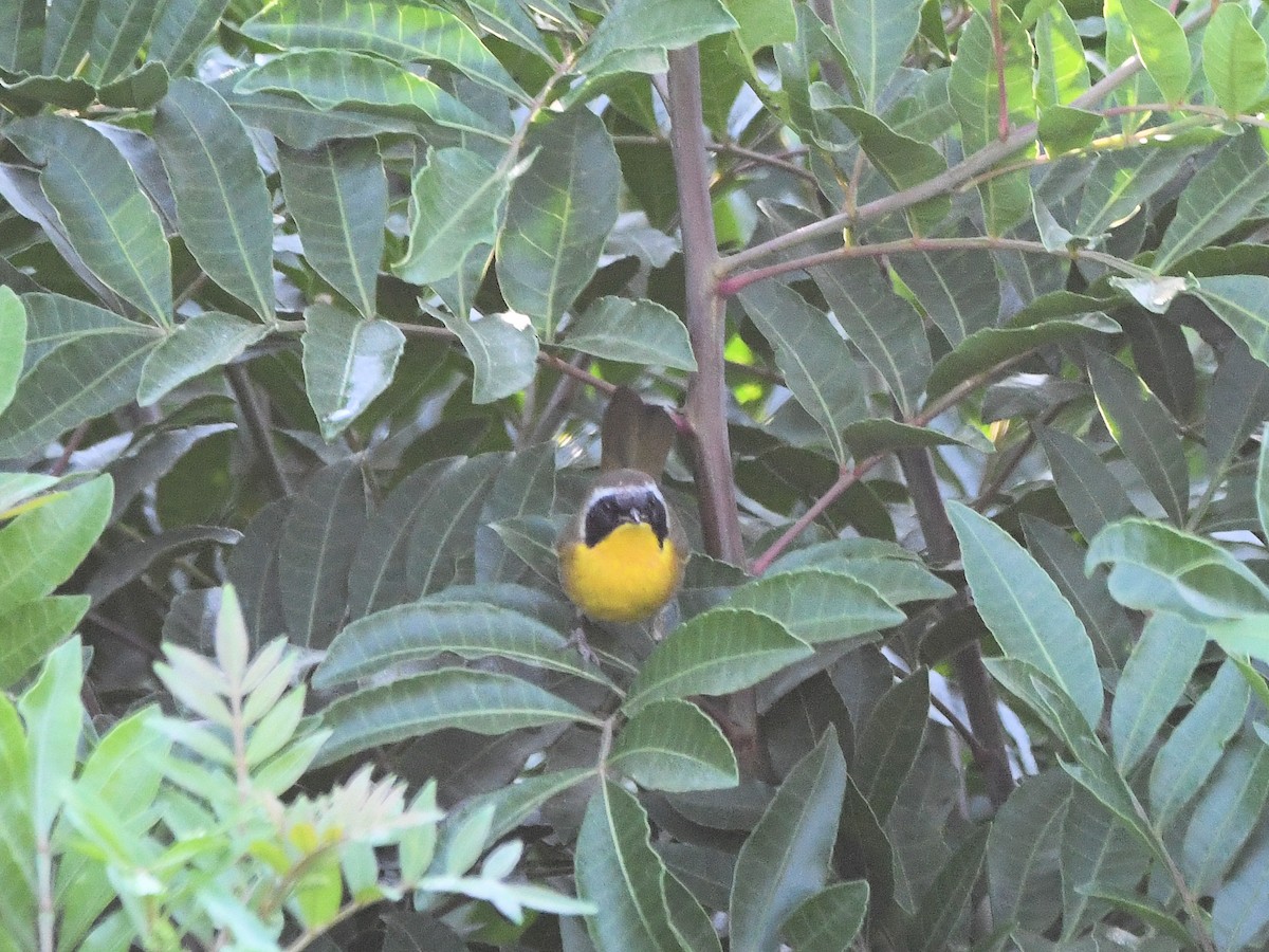 Common Yellowthroat - ML640764749