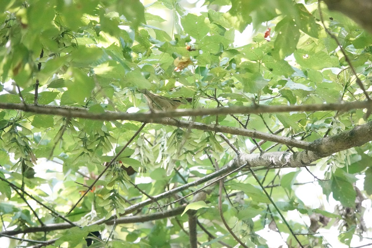 Worm-eating Warbler - ML640764752