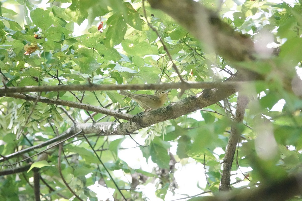 Worm-eating Warbler - ML640764753
